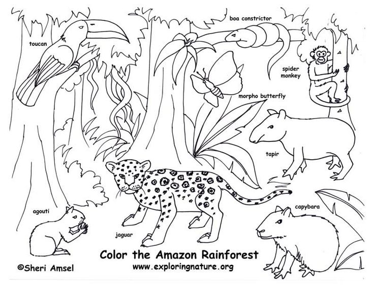 736x564 Rainforest Color Pictures Ciencia, Free Y Color