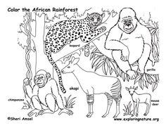 236x182 Rainforest Color Pictures Rainforest (Amazon) Coloring Page