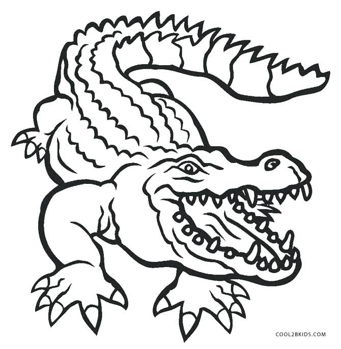 670x685 Alligator Coloring Sheet Alligar American Alligator Coloring Sheet