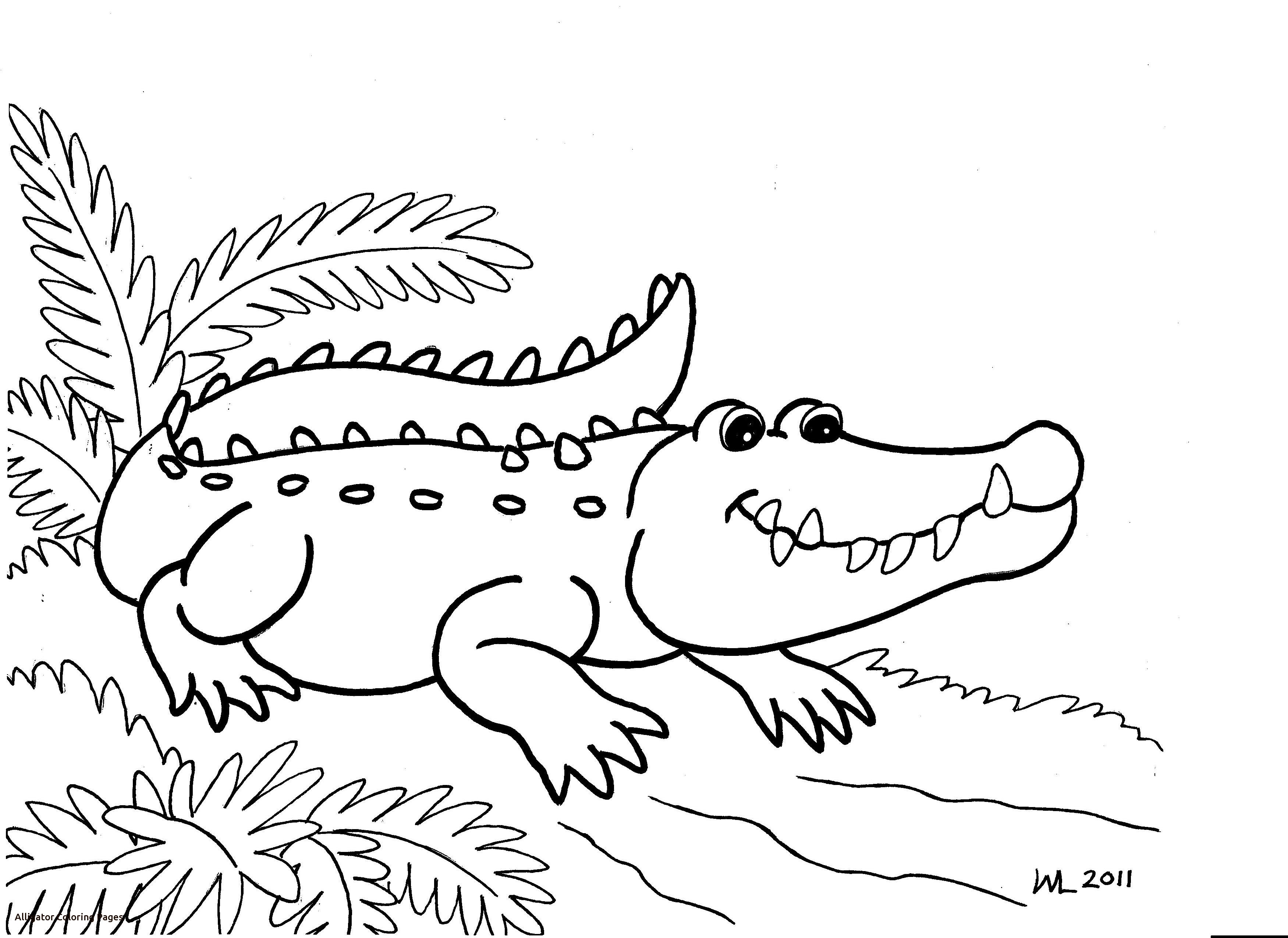 3501x2550 Beautiful American Alligator Coloring Page Pages Printable