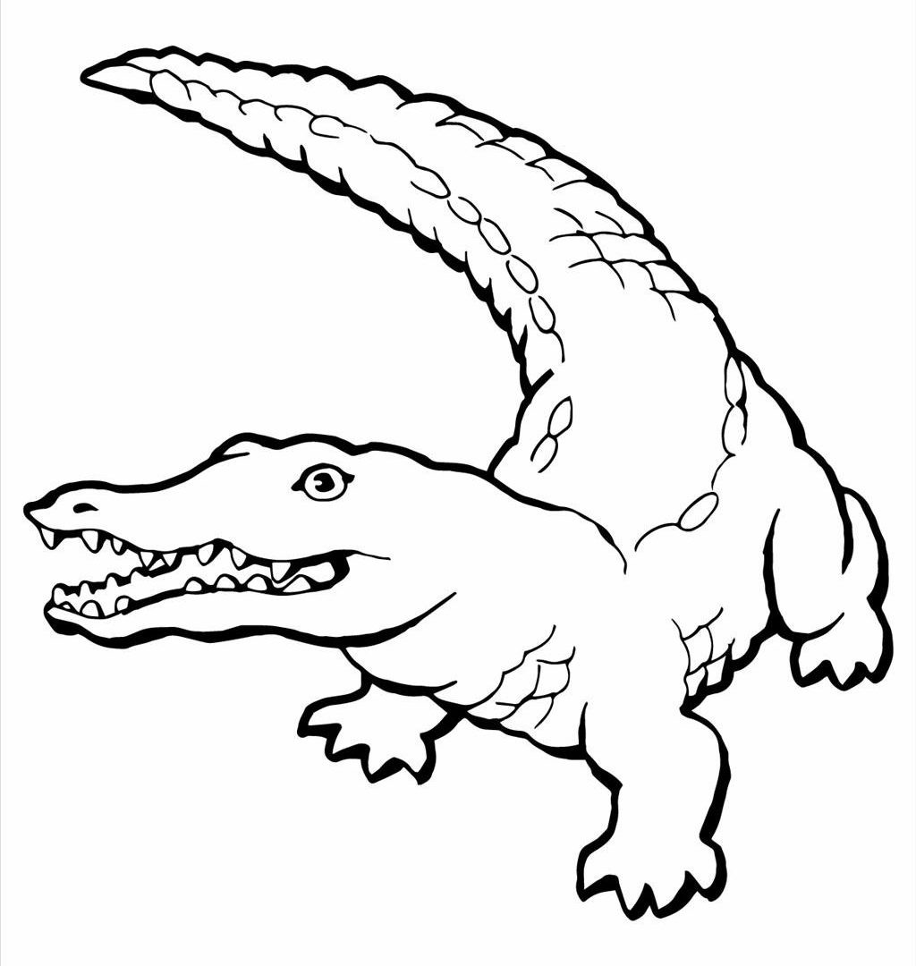 1024x1080 Cute American Alligator Coloring Page Free Printable Pages