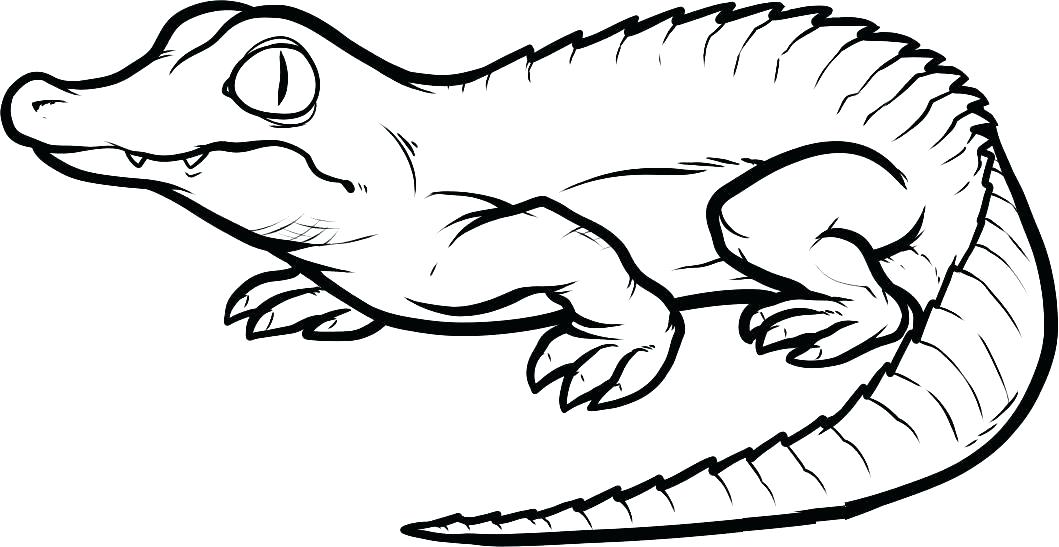 1059x547 Alligator Coloring Page Alligator Coloring Page Realistic