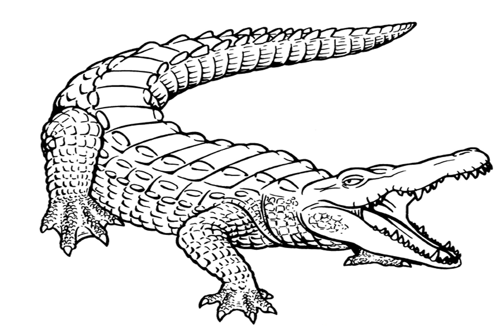 1632x1087 Alligator Coloring Pages