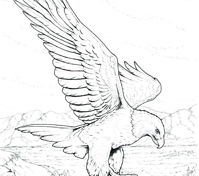 678x600 Bald Eagle Coloring Pages Fresh Bald Eagle Coloring Page Fee Head