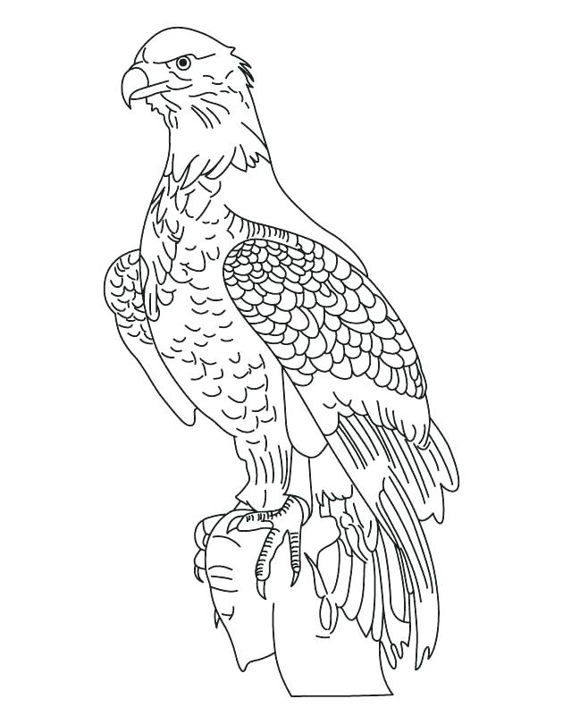 630x810 Eagle Color Page Fresh Bald Eagle Coloring Pages Online National