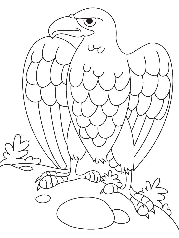720x955 Eagle Coloring Pages Aquilareale Eagle