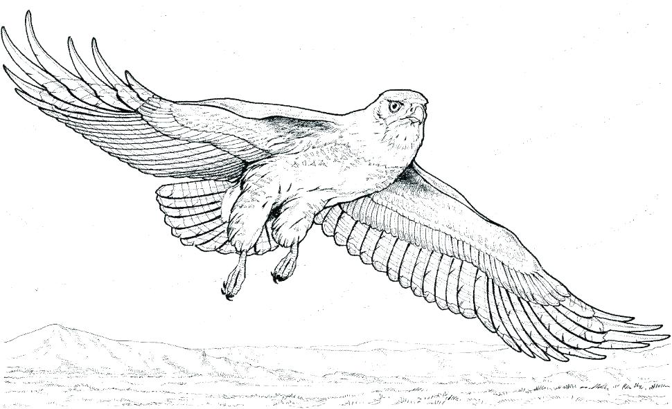 970x591 Bald Eagle Coloring Pages Bald Eagle Coloring Pages Coloring Pages