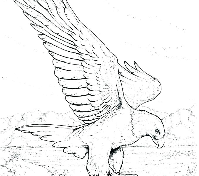 678x600 Bald Eagle Coloring Pages American Bald Eagle Coloring Pictures