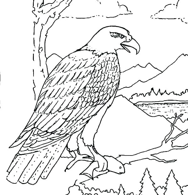 600x622 Eagle Coloring Page Harpy Eagle Coloring Page Bald Eagle Coloring