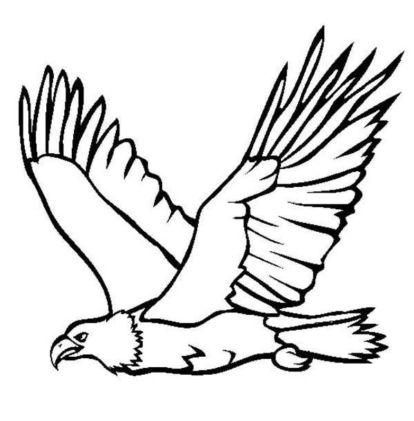 600x610 Great Flying Bald Eagle Coloring Page