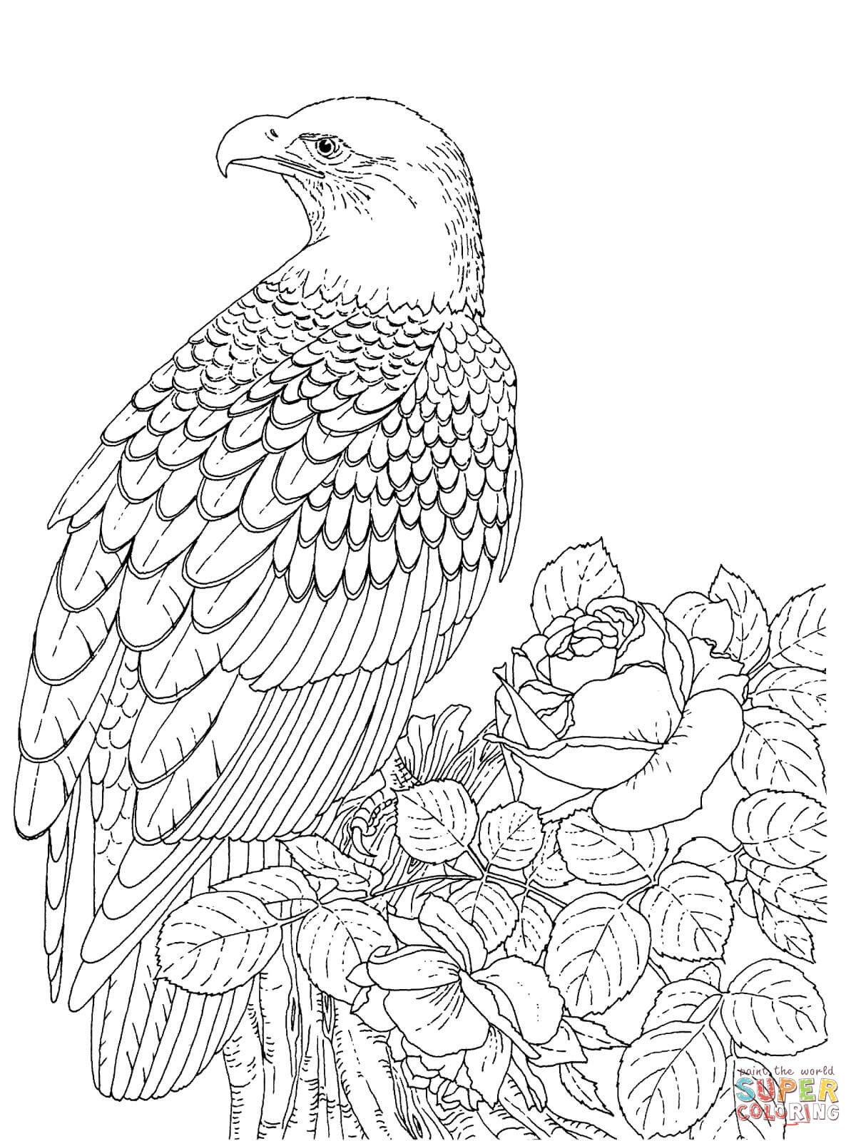 1200x1600 Secrets Bald Eagle Coloring Page Pages Eagles Copy Printable