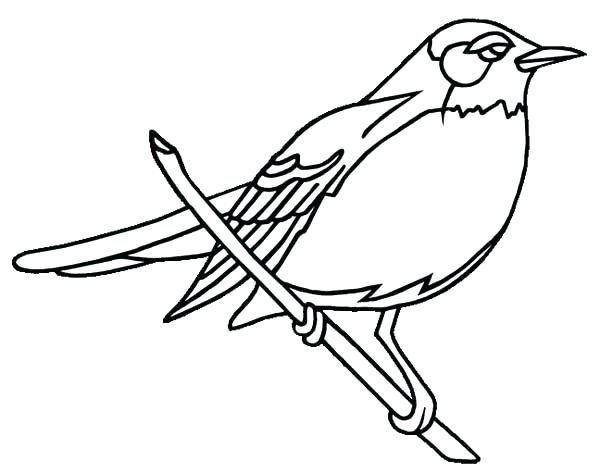 600x473 Coloring Robin Coloring Pages Page Engine American. Robin