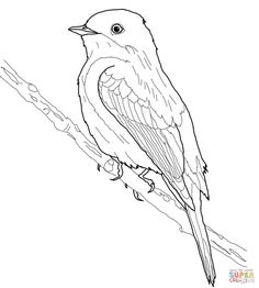 236x262 American Robin Coloring Page Robins Category. Select