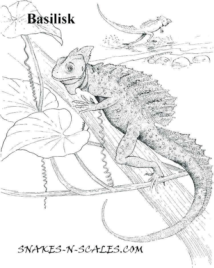 750x938 Fresh Reptile Coloring Pages For Reptile Coloring Pages For Luxury