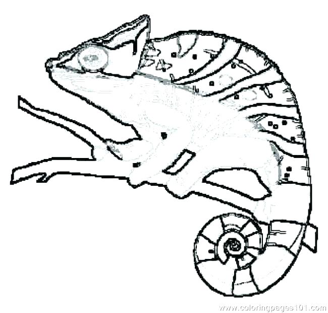 650x620 Reptile Coloring Pages Amphibian Coloring Pages Reptile Coloring