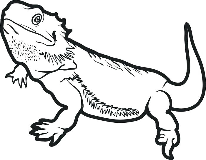 700x545 Reptile Coloring Sheets Amphibian Coloring Pages Coloring Page