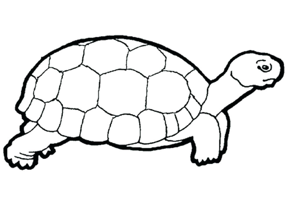 940x664 Amphibian Coloring Pages Coloring Pages Of Reptiles Amphibian