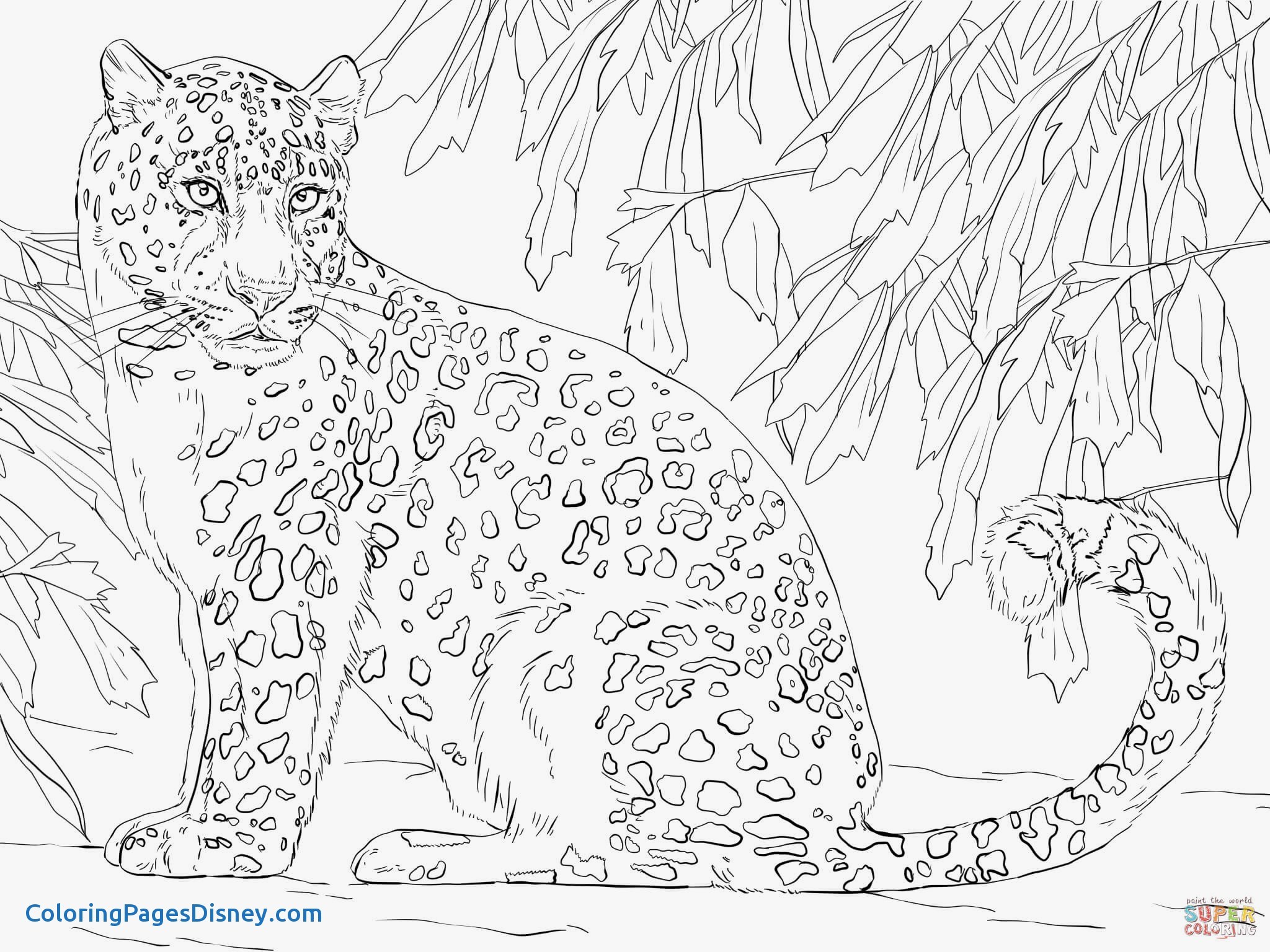 2048x1536 Leopard Coloring Pages Luxury Amur Leopard Coloring Page
