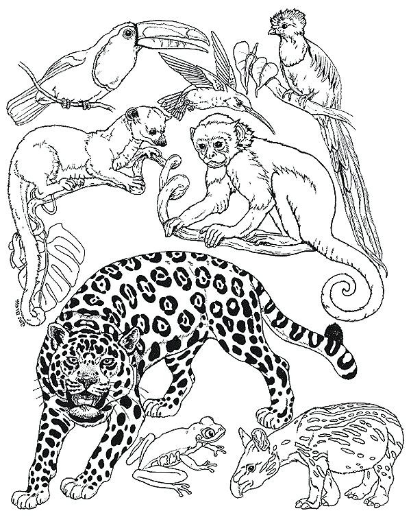 600x764 Amur Leopard Coloring Pages Drawn Leopard Safari Animal 5 Coloring