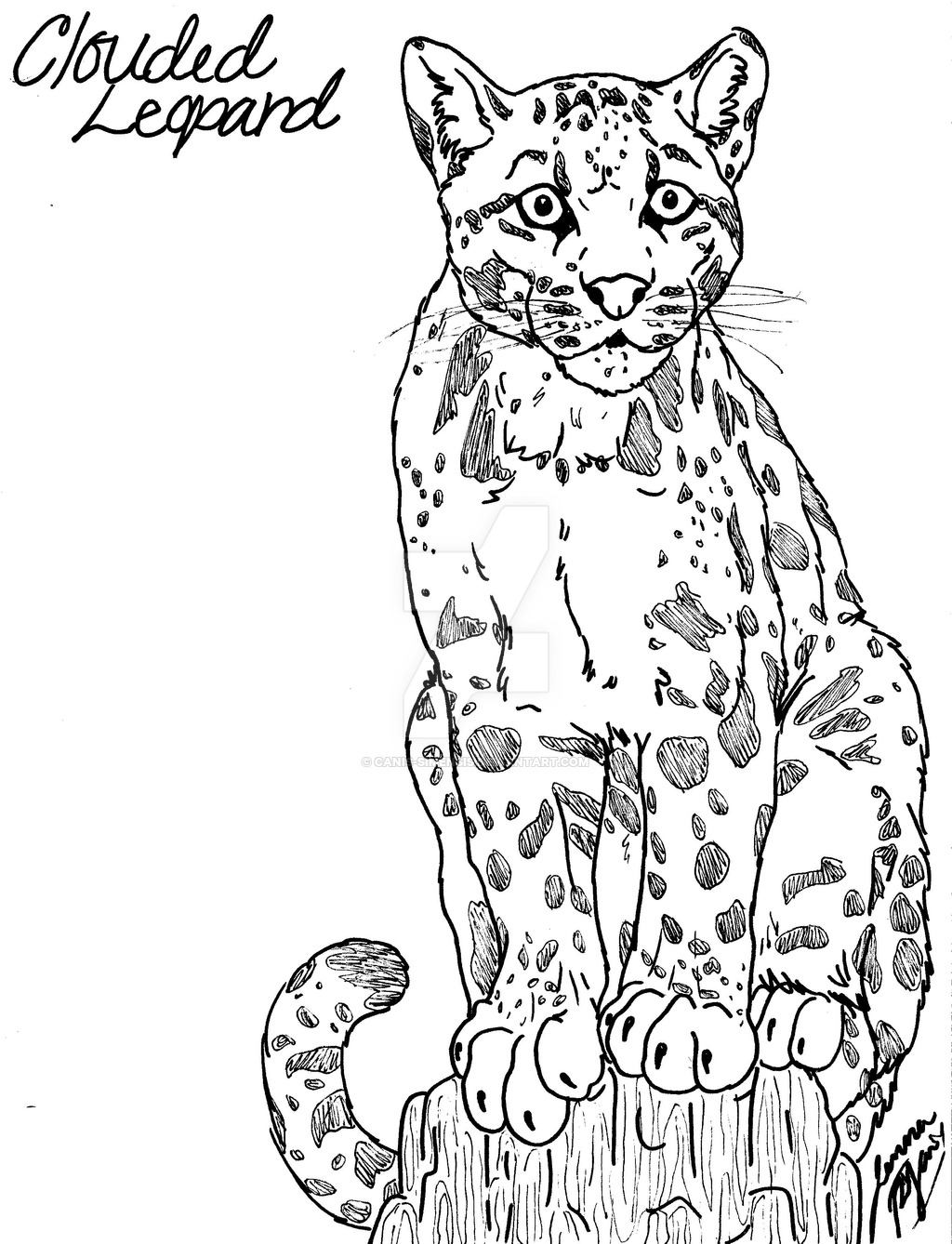 1024x1338 Leopard8 Excellent Baby Leopard Coloring Pages For Kids Snow