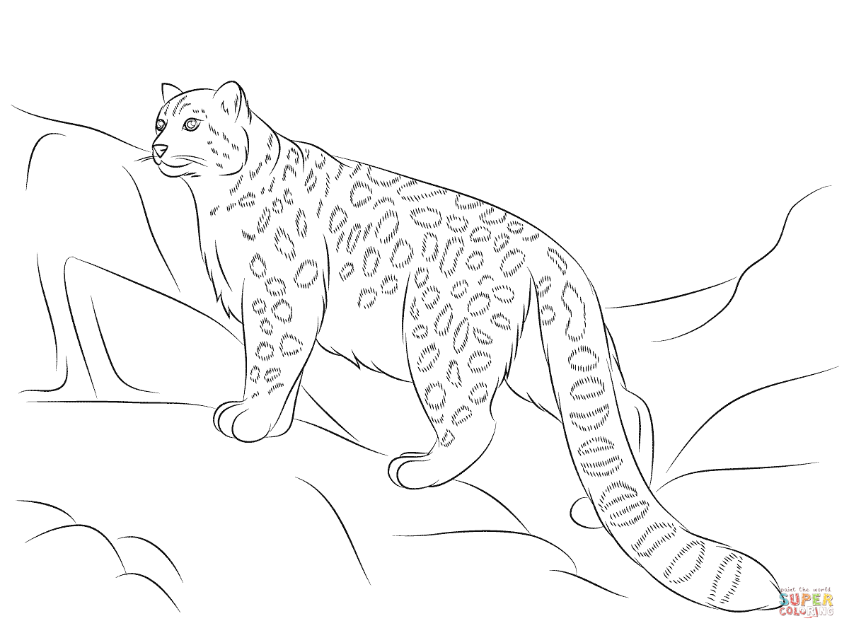 1200x895 Snow Leopard Coloring Pages