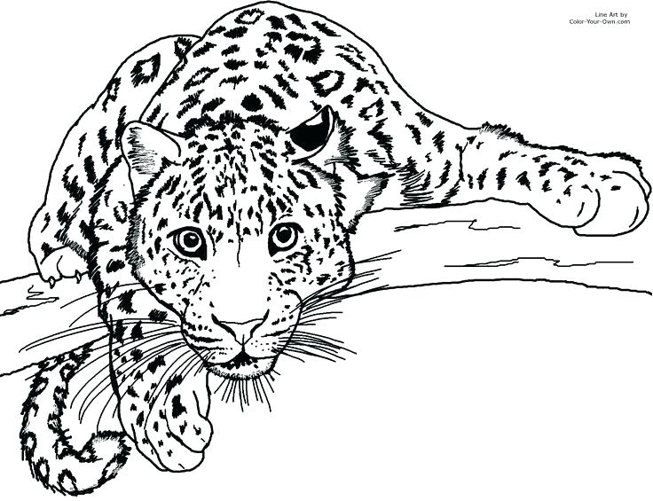 736x565 Snow Leopard Coloring Pages Printable Snow Leopard Coloring Page