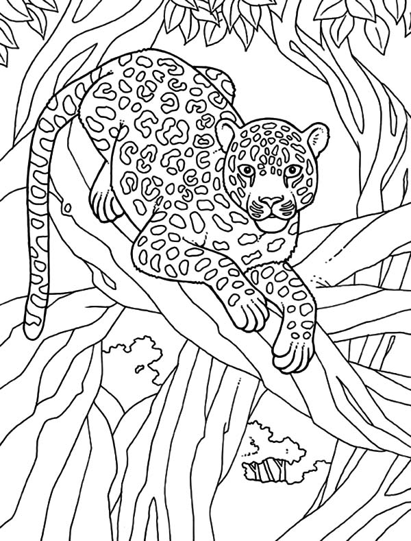 600x789 Snow Leopard Clipart Coloring Page