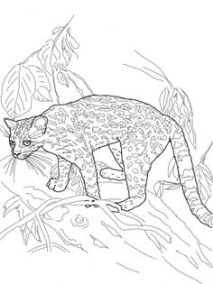 236x315 Amur Leopard Colouring Pages Parenting Amur