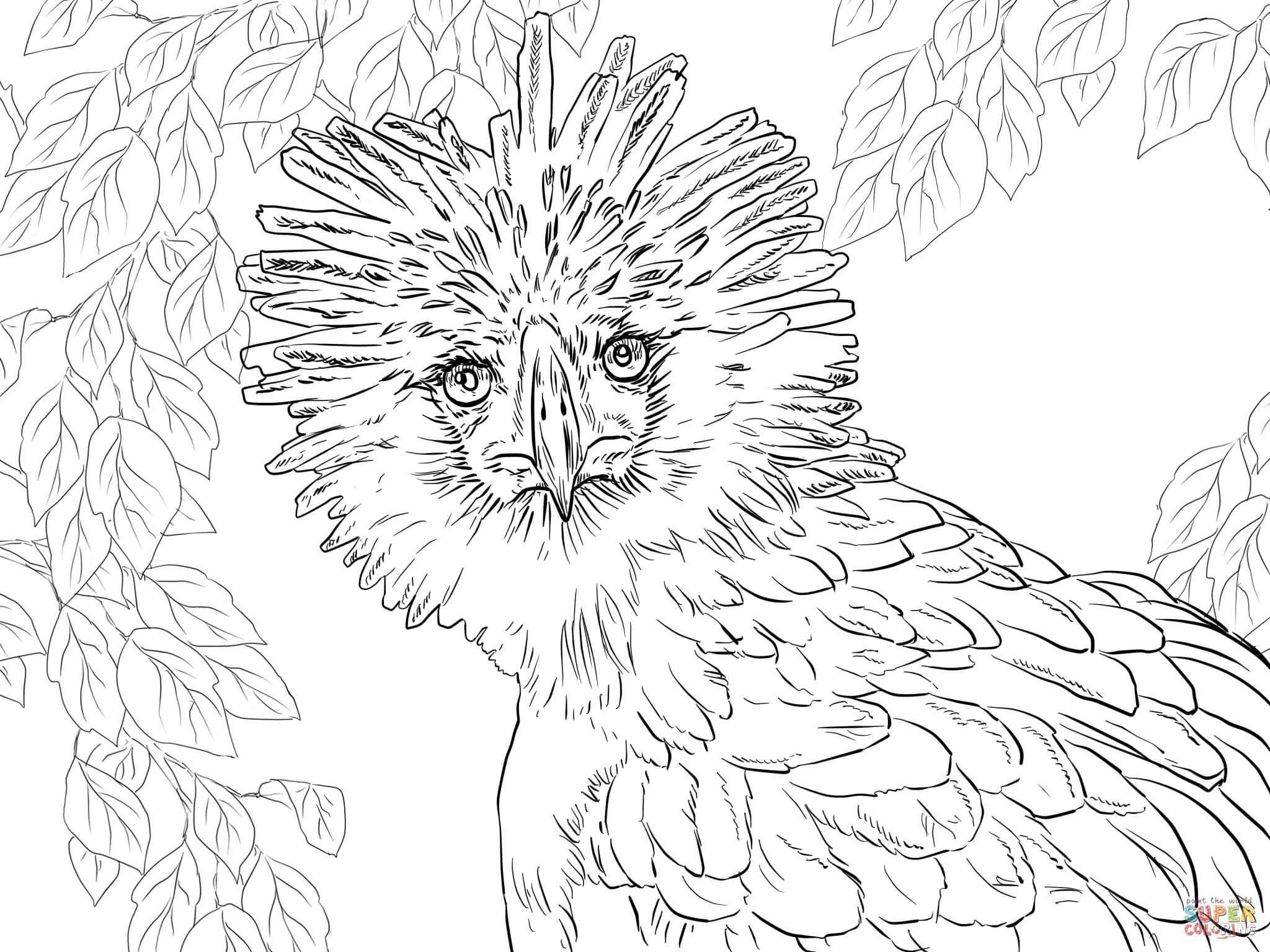 2048x1536 Amur Leopard Coloring Pages Coloring Pages