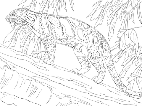 480x360 Amur Leopard Clipart Coloring Page
