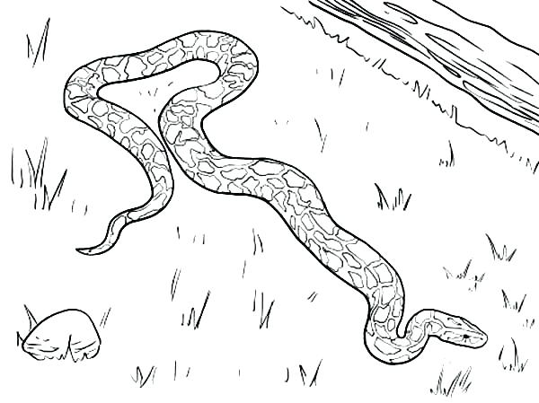 600x449 Anaconda Coloring Pages Anaconda Coloring Page Big Hungry Anaconda