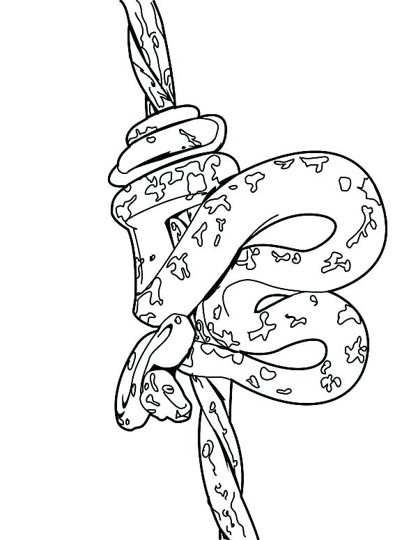600x776 Anaconda Coloring Pages Boa Constrictor Coloring Page Anaconda