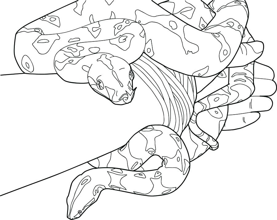 900x716 Boa Constrictor Coloring Page Anaconda Coloring Pages Boa