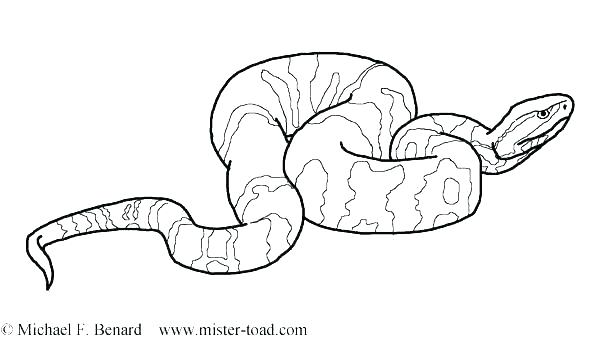 600x343 Snake Snake Anaconda Snake Coloring Pages