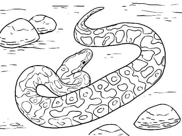 600x449 Snake Coloring Page Rattlesnake Coloring Page Snake Color Page