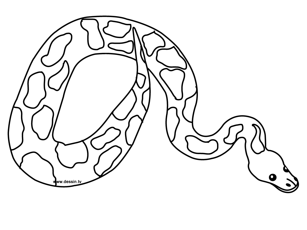 1024x768 Wonderful Anaconda Coloring Page Free Printabl
