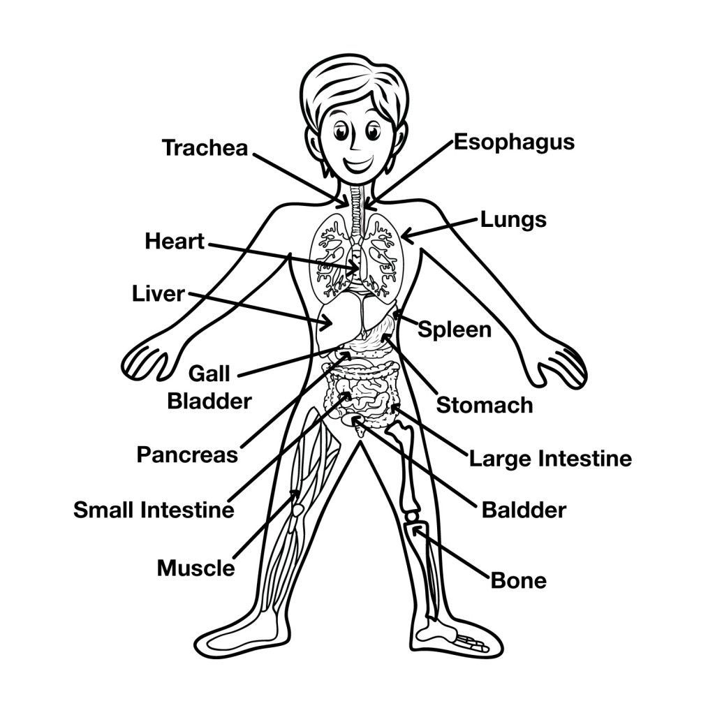 1024x1024 At Anatomy Coloring Pages