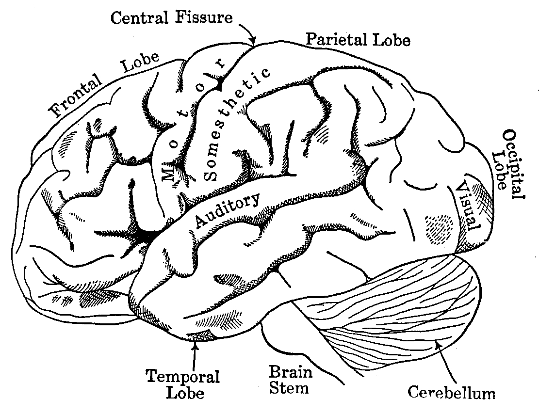 1111x854 Brain Anatomy Coloring Book New Coloring Sheets