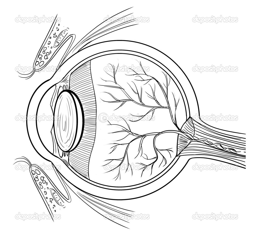 1024x957 Cell Anatomy Coloring Pages In Human Eye Page