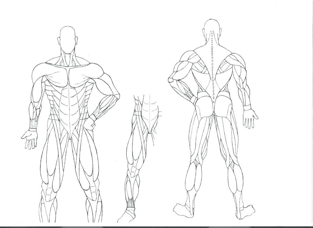 1024x745 Anatomy And Physiology Coloring Pages Anatomy Coloring Pages
