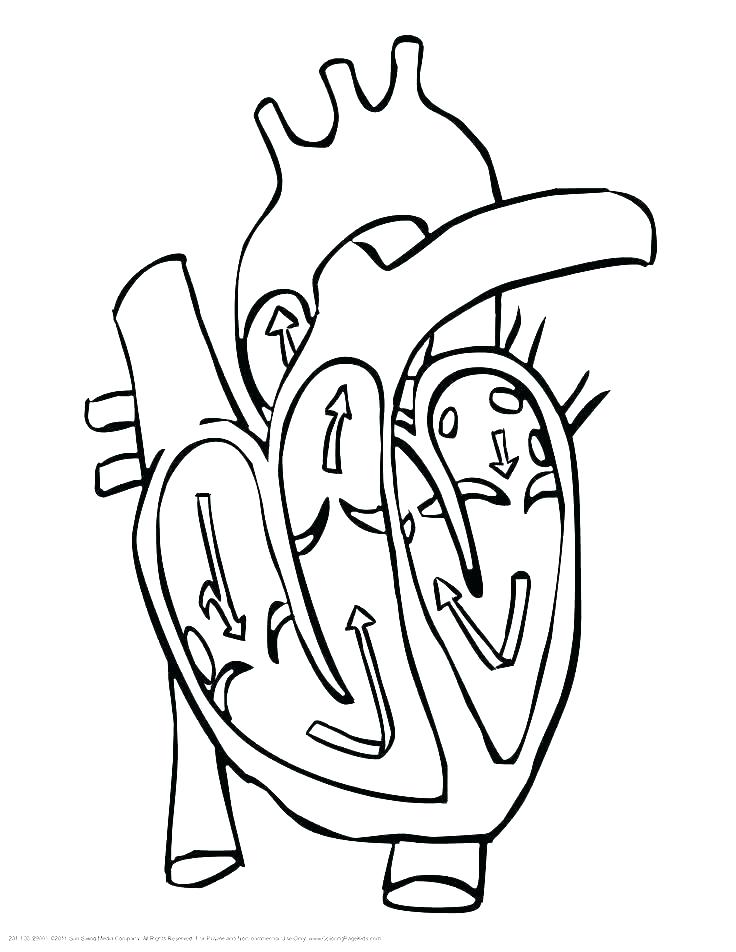 736x952 Heart Anatomy Coloring Pages Human Heart Coloring Page Human Heart