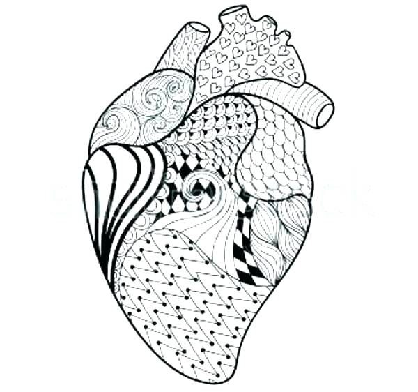 600x562 Human Anatomy Coloring Pages Free Printable Anatomy Coloring Pages