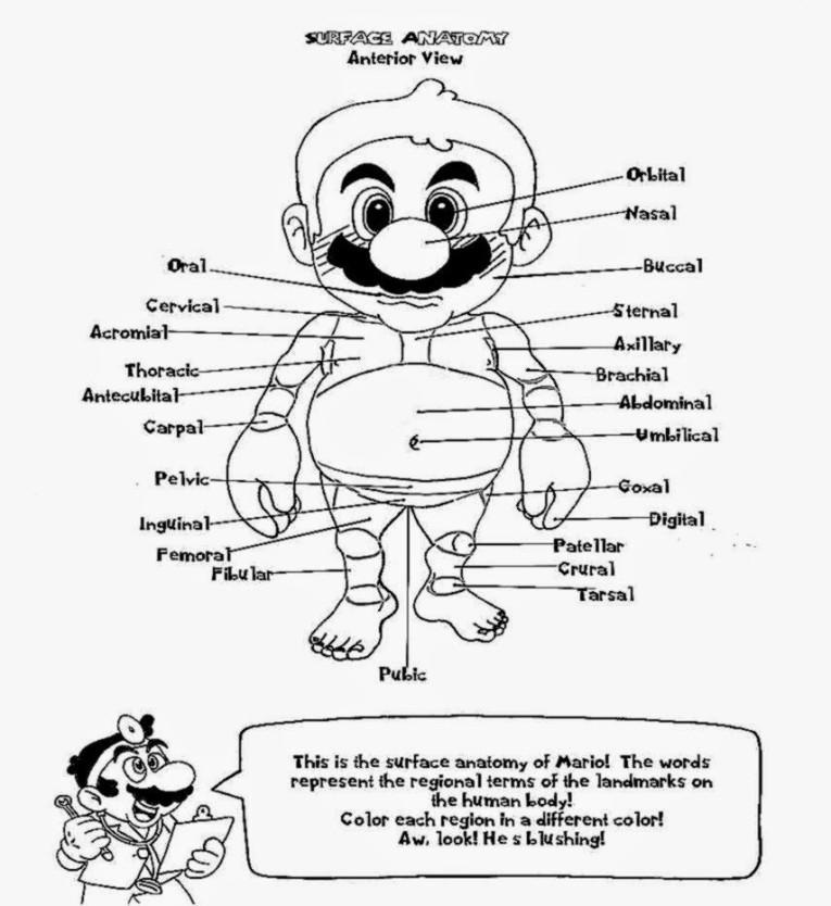 765x834 Human Anatomy Workbook Luxury Best Anatomy And Physiology Coloring