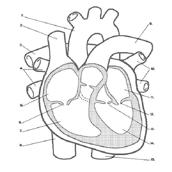 600x600 The Anatomy Coloring Book Unique Free Printable Anatomy Coloring