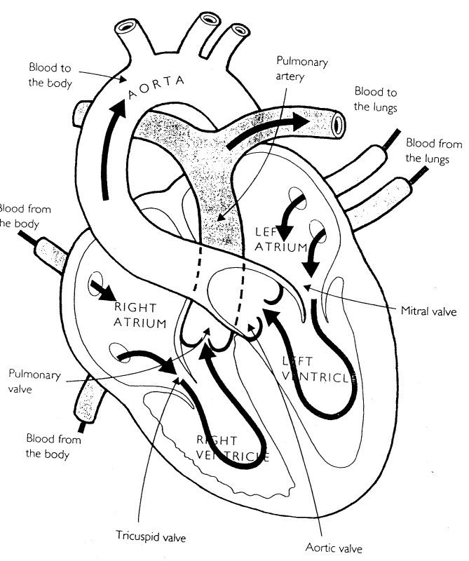 669x800 Top 10 Anatomy Coloring Pages For Your Toddler Anatomy, School