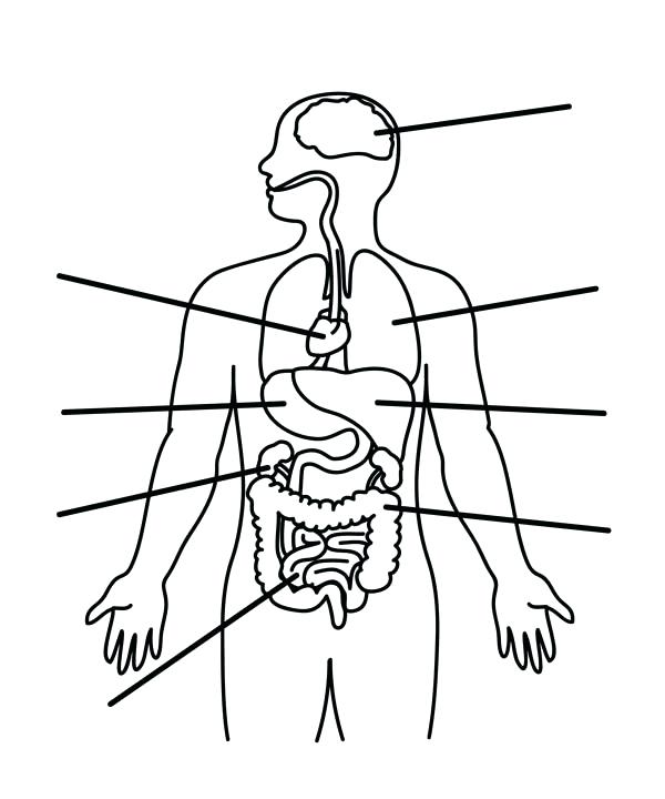 600x720 Anatomy Coloring Pages Human Anatomy Organs Coloring Pages Bulk