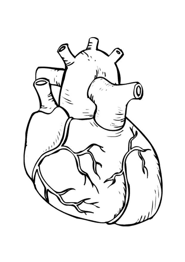 Anatomical Heart Coloring Page