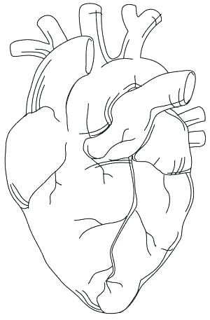 300x457 Heart Anatomy Coloring Pages Heart Anatomy Coloring Pages Easy