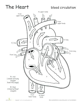 350x453 Heart Anatomy Coloring Sheets