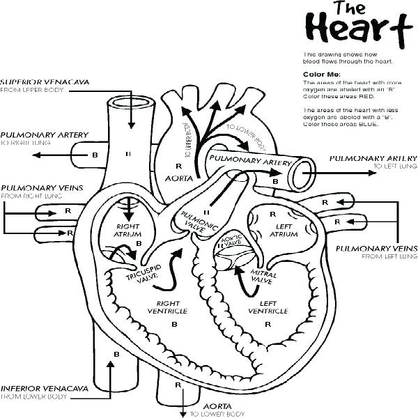 600x600 Anatomical Heart Coloring Pages Anatomy Heart Coloring Pages